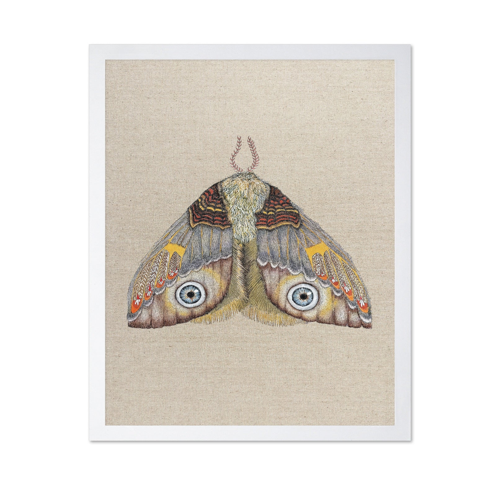 Blue Eye Moth