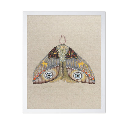 Blue Eye Moth