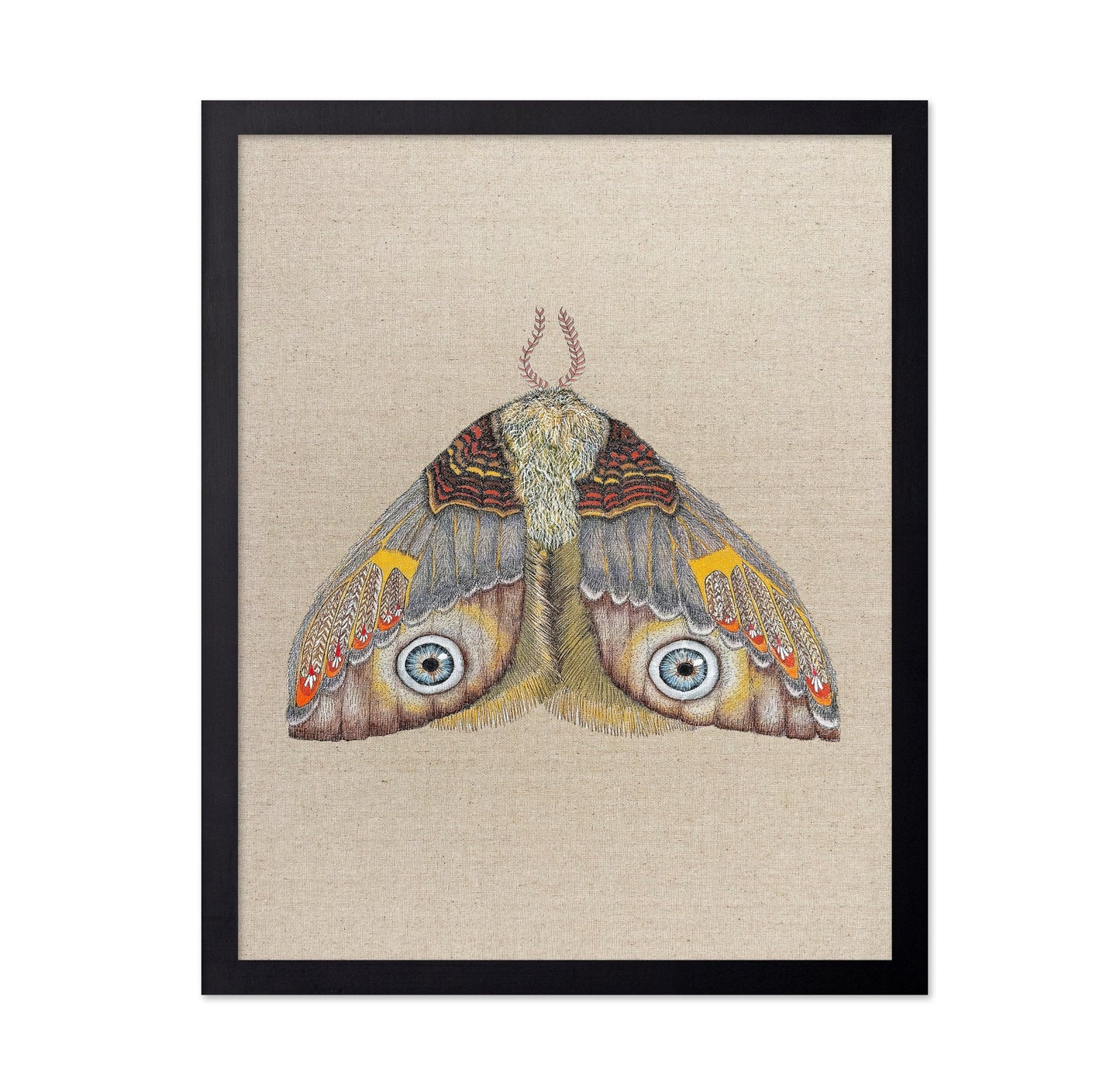 Blue Eye Moth