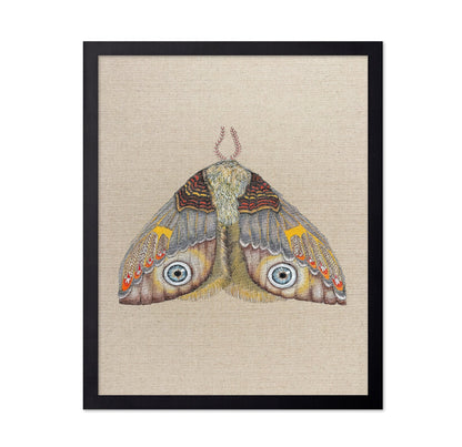 Blue Eye Moth