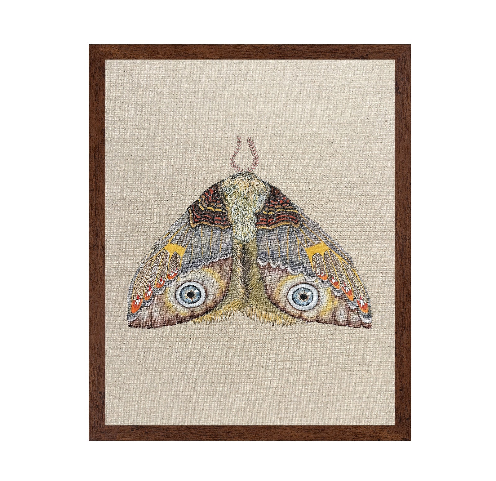 Blue Eye Moth