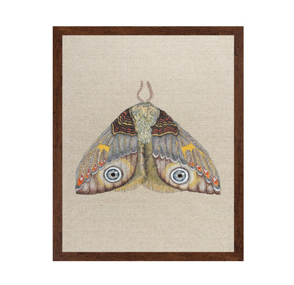 Blue Eye Moth