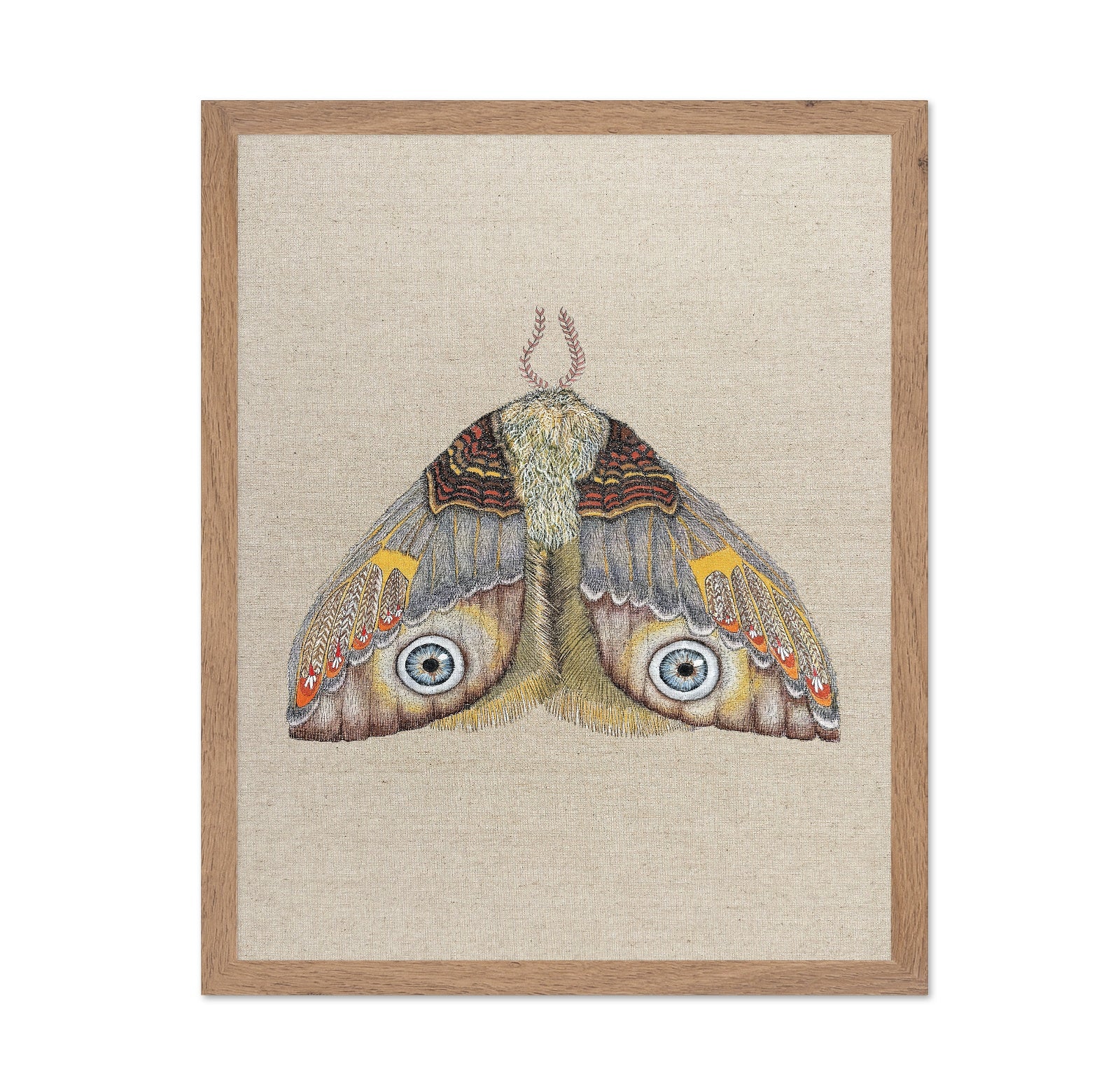 Blue Eye Moth