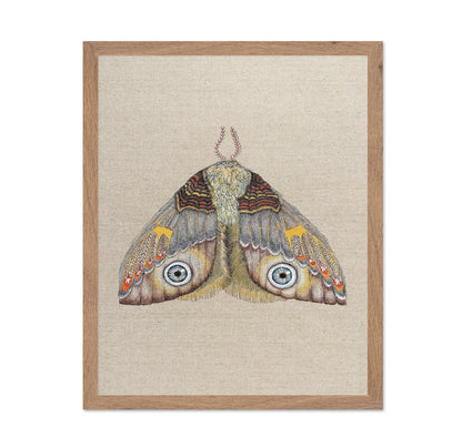Blue Eye Moth