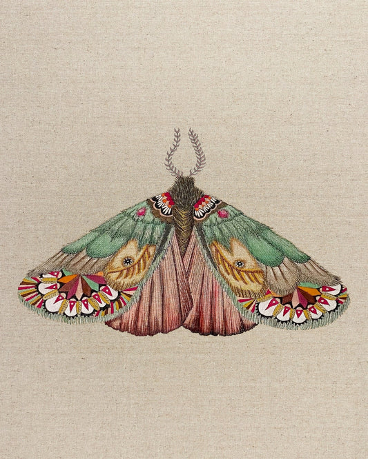 Patchwork Wing Moth