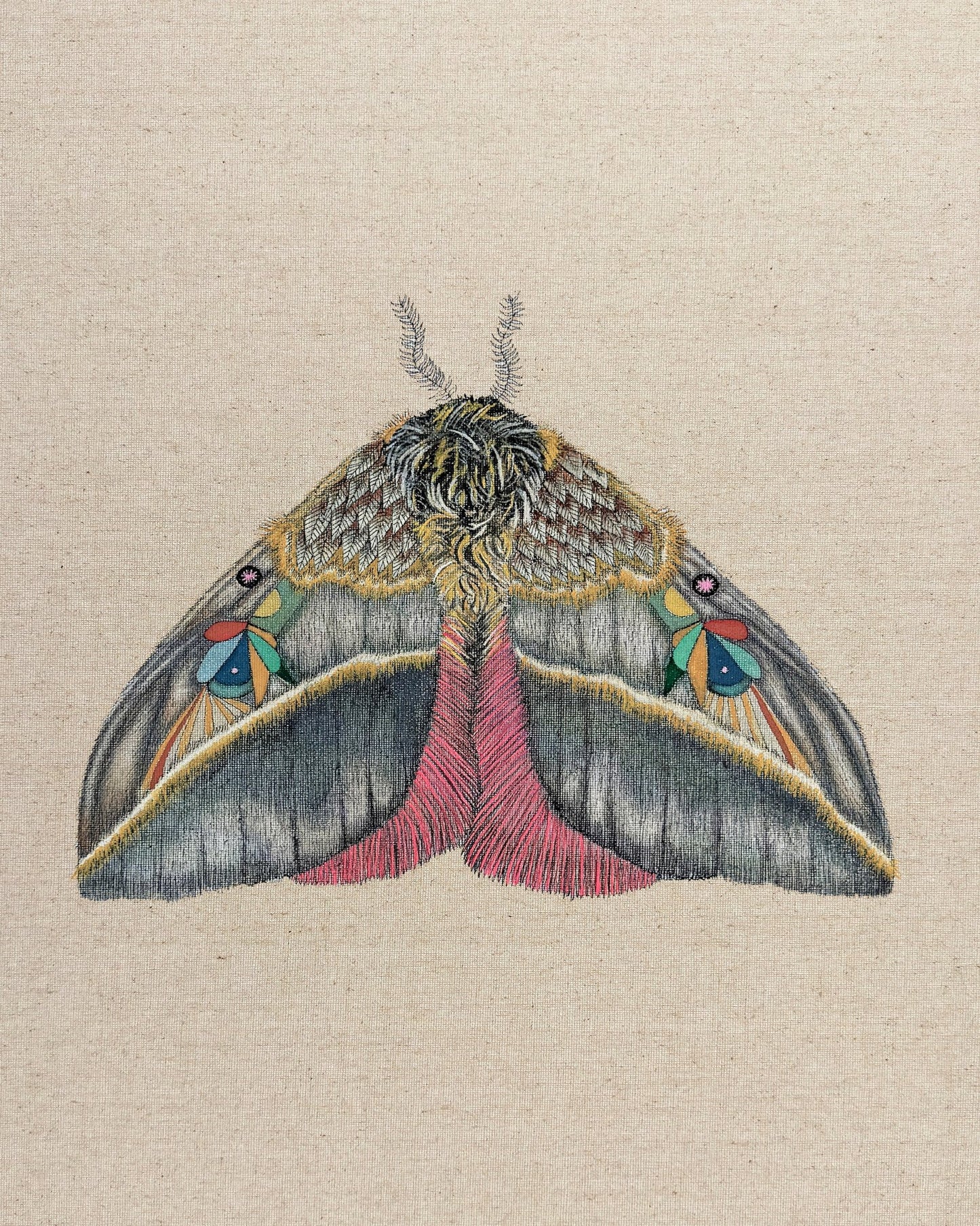 Velvet Wing Moth