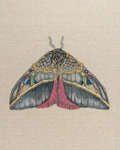 Velvet Wing Moth