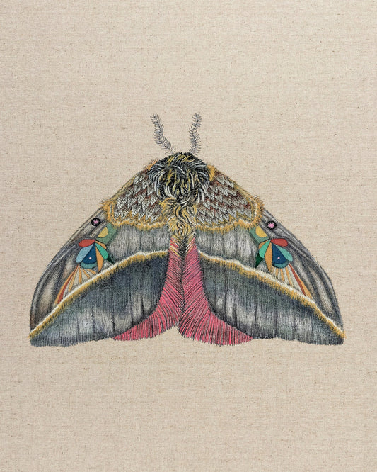 Velvet Wing Moth