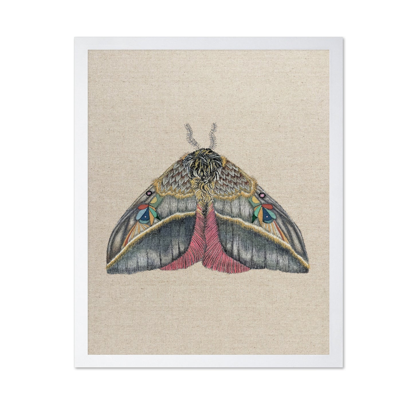 Velvet Wing Moth
