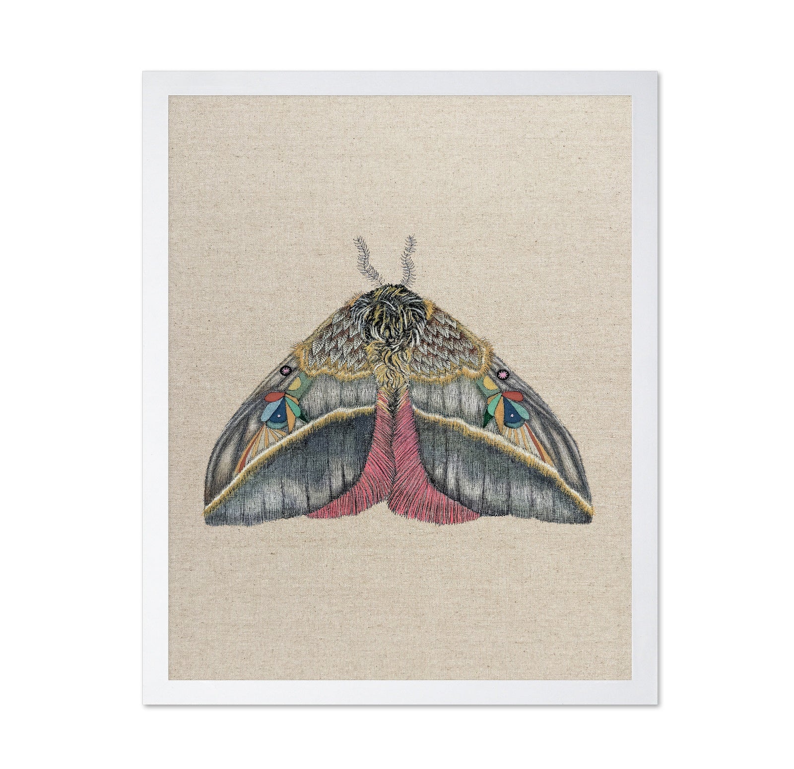 Velvet Wing Moth