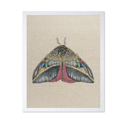 Velvet Wing Moth