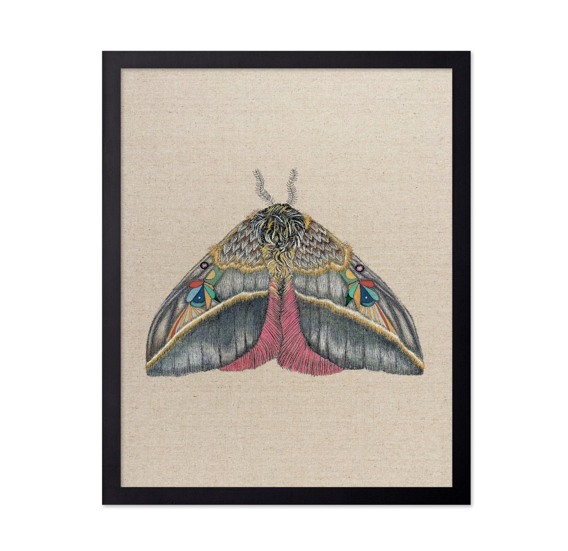 Velvet Wing Moth