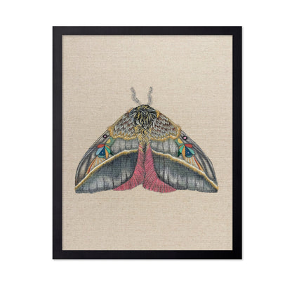 Velvet Wing Moth
