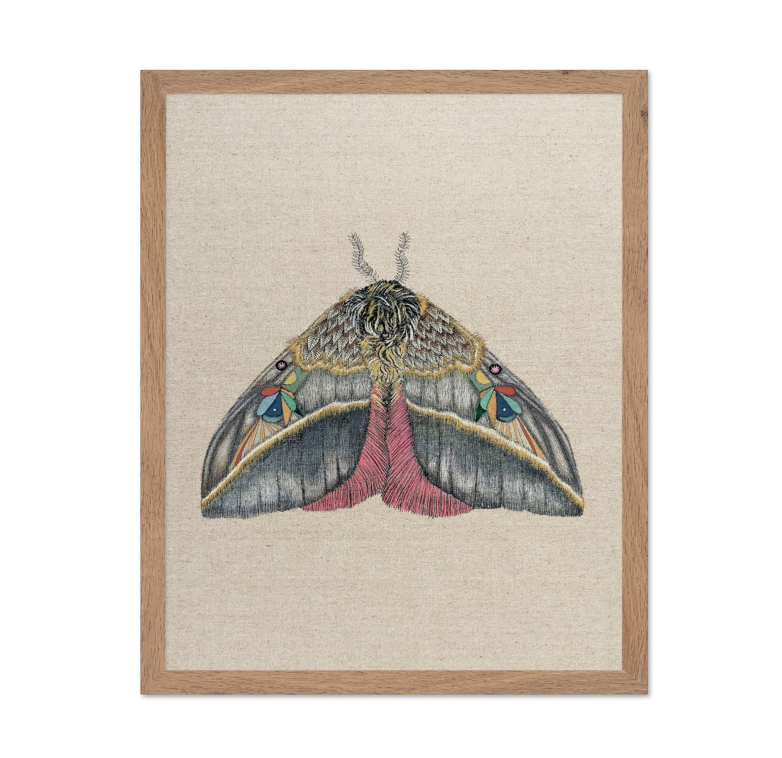 Velvet Wing Moth