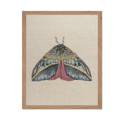 Velvet Wing Moth