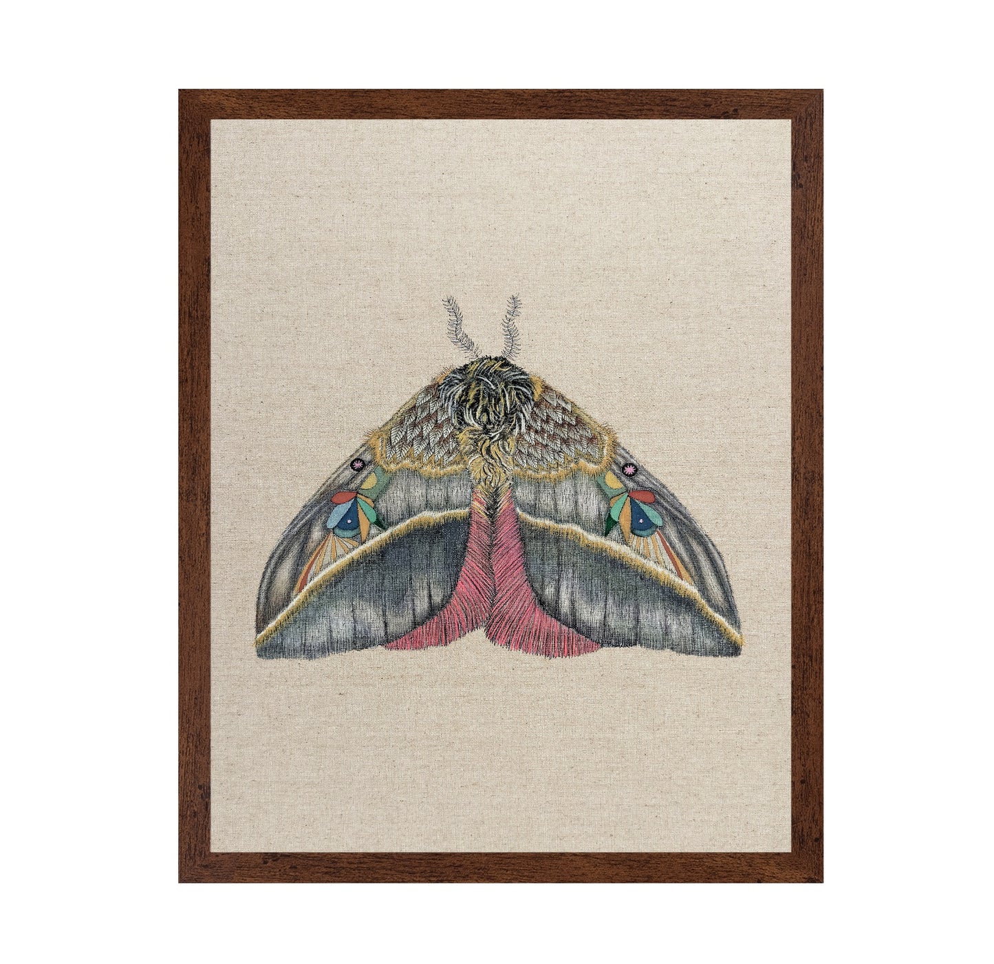 Velvet Wing Moth