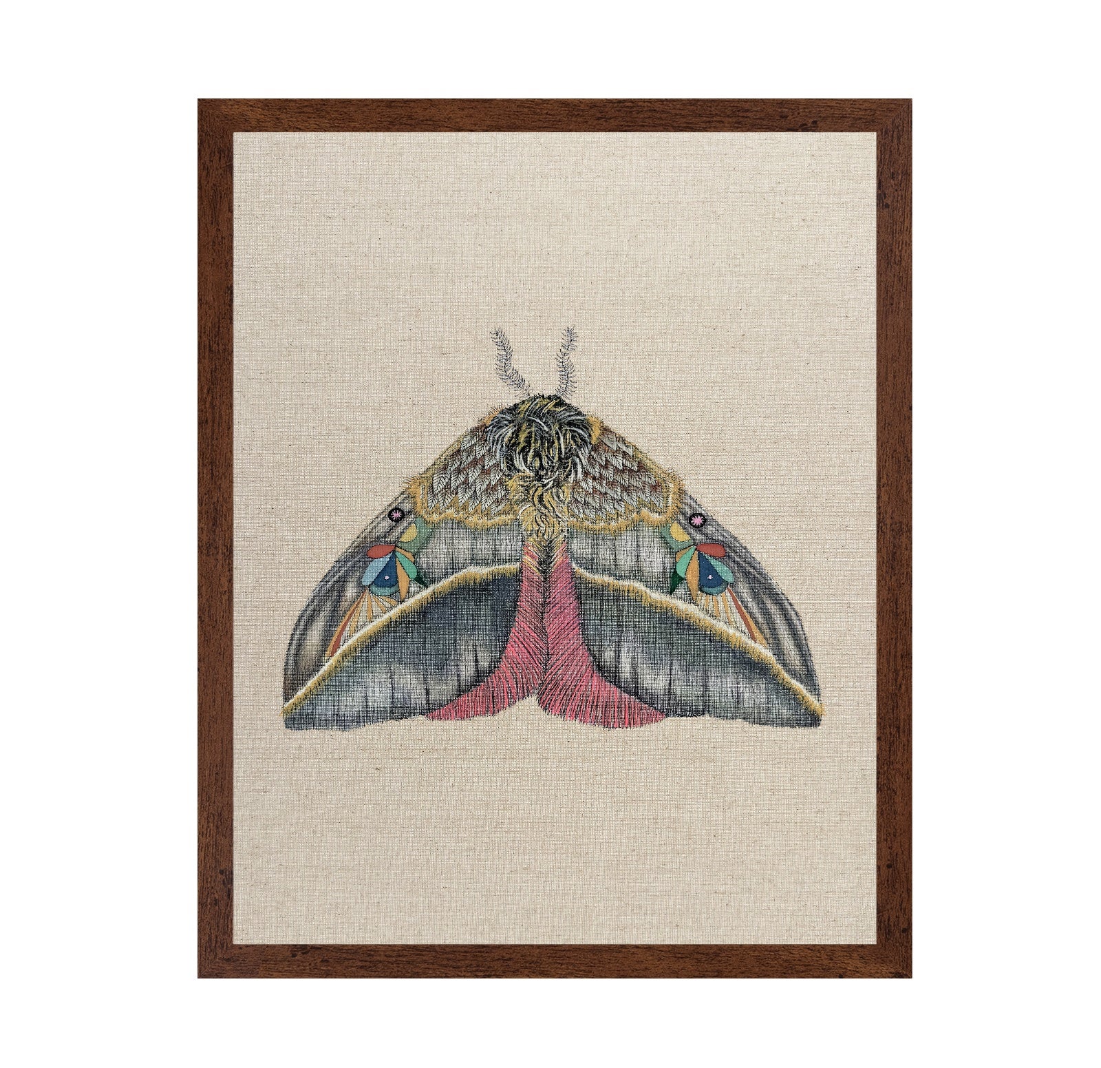 Velvet Wing Moth