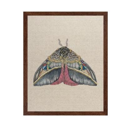 Velvet Wing Moth