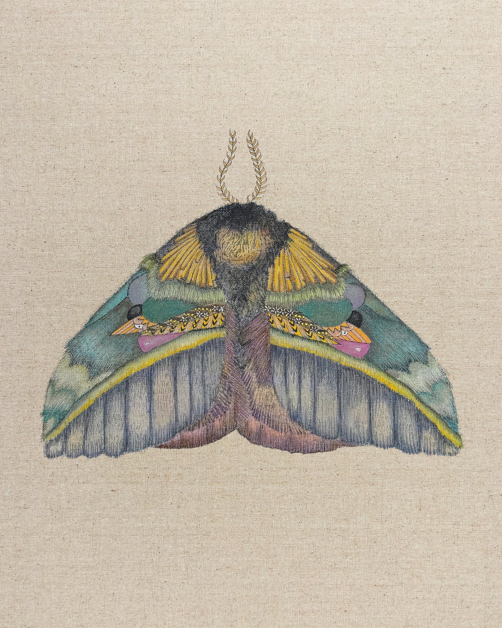 Golden Crest Moth