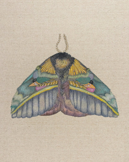 Golden Crest Moth