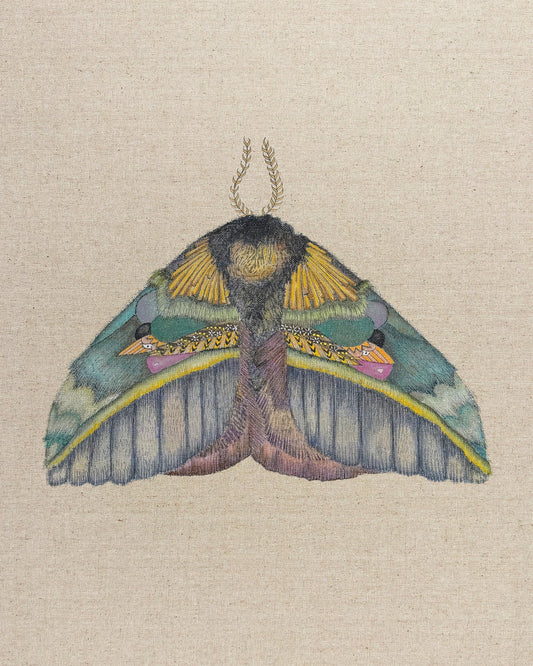 Golden Crest Moth