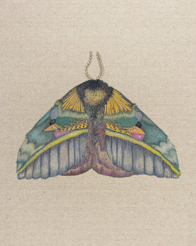Golden Crest Moth