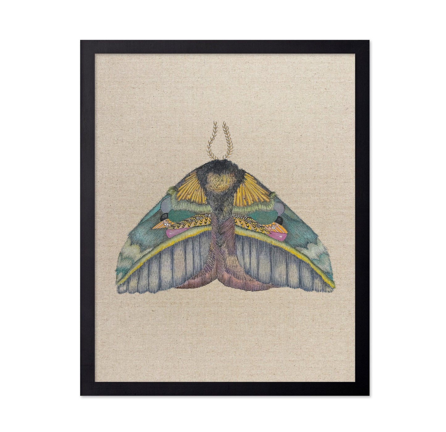 Golden Crest Moth