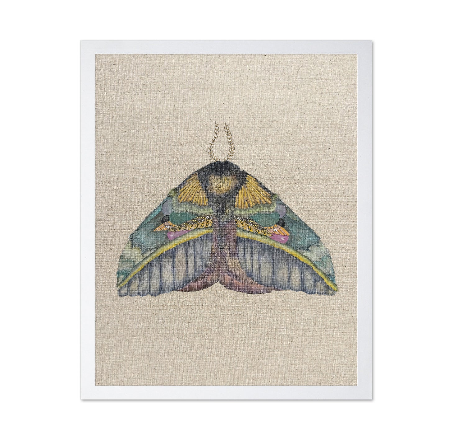 Golden Crest Moth
