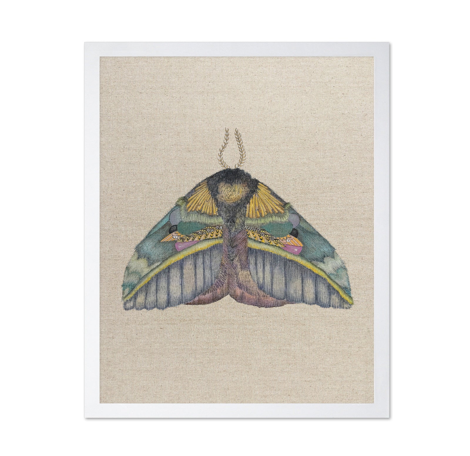 Golden Crest Moth