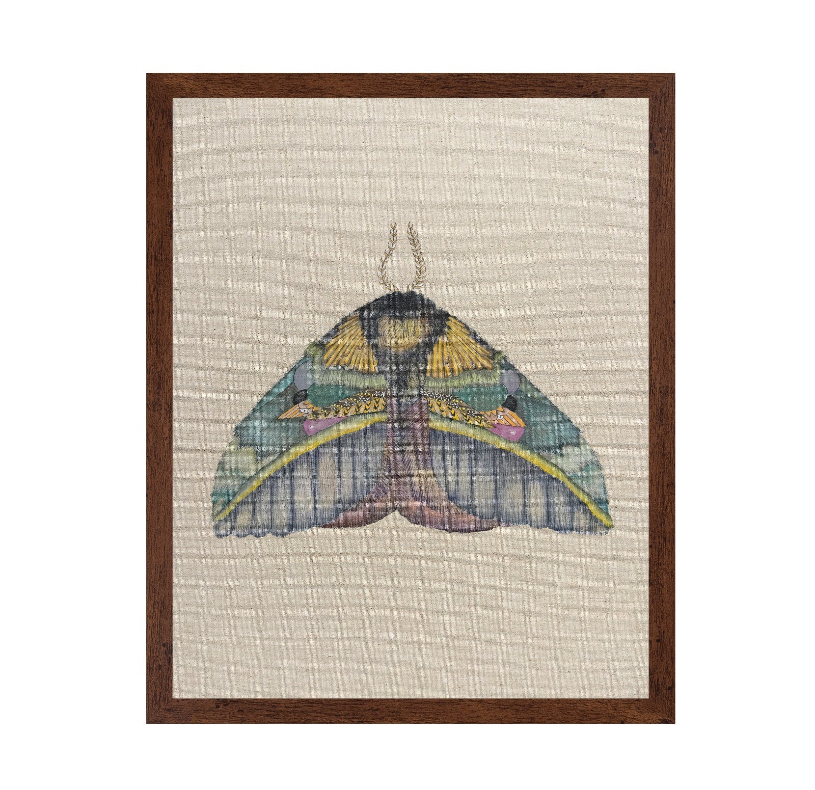 Golden Crest Moth