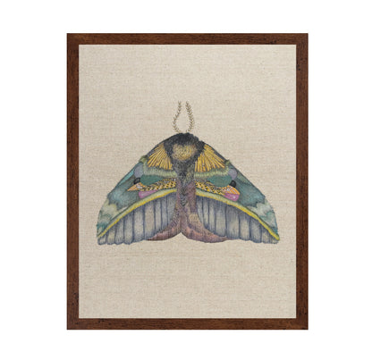Golden Crest Moth