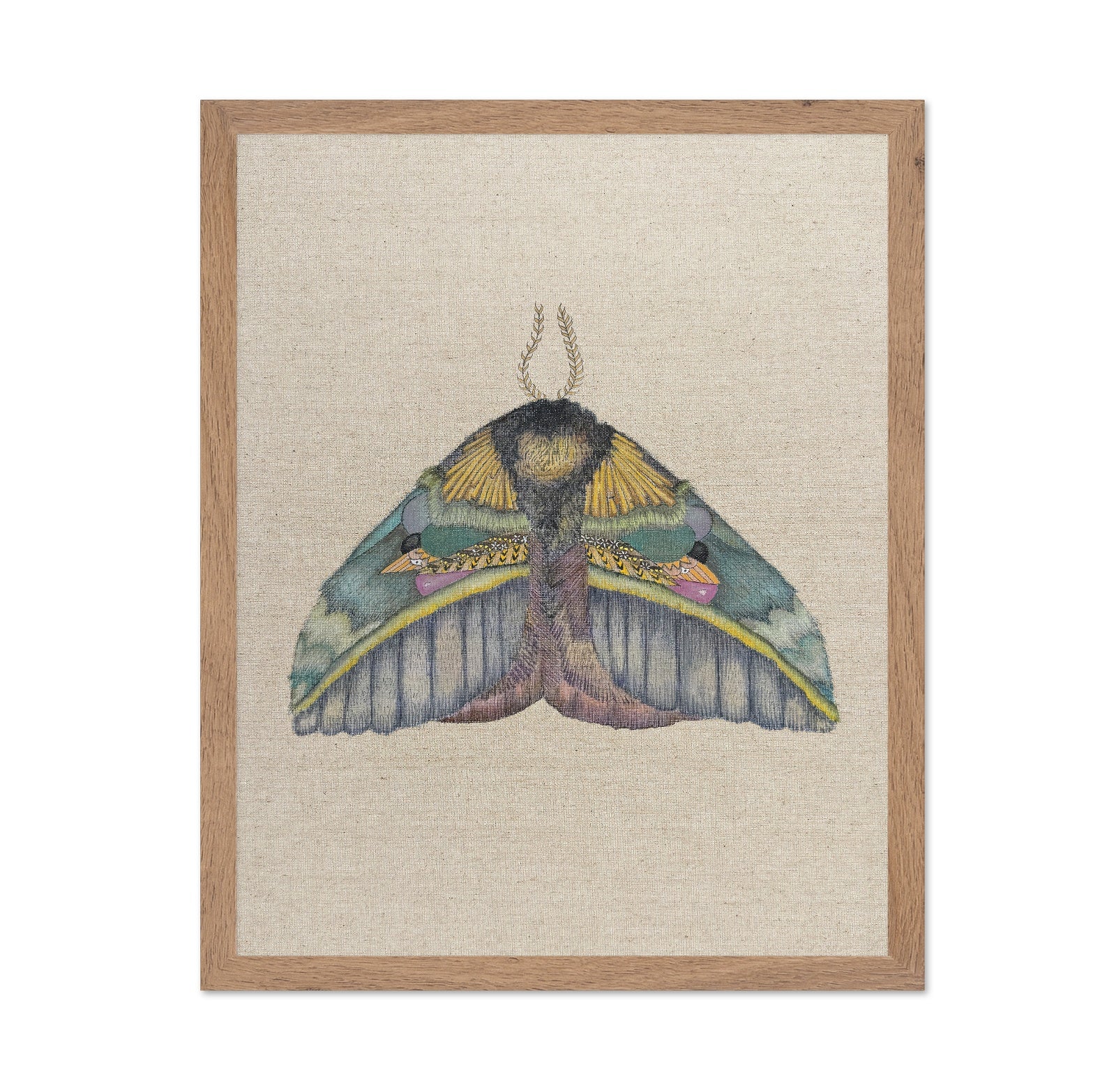 Golden Crest Moth
