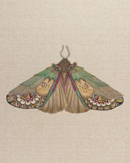 Twin Face Moth