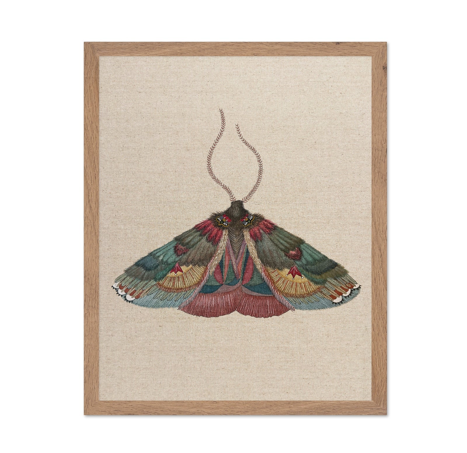 Crimson Wing Moth