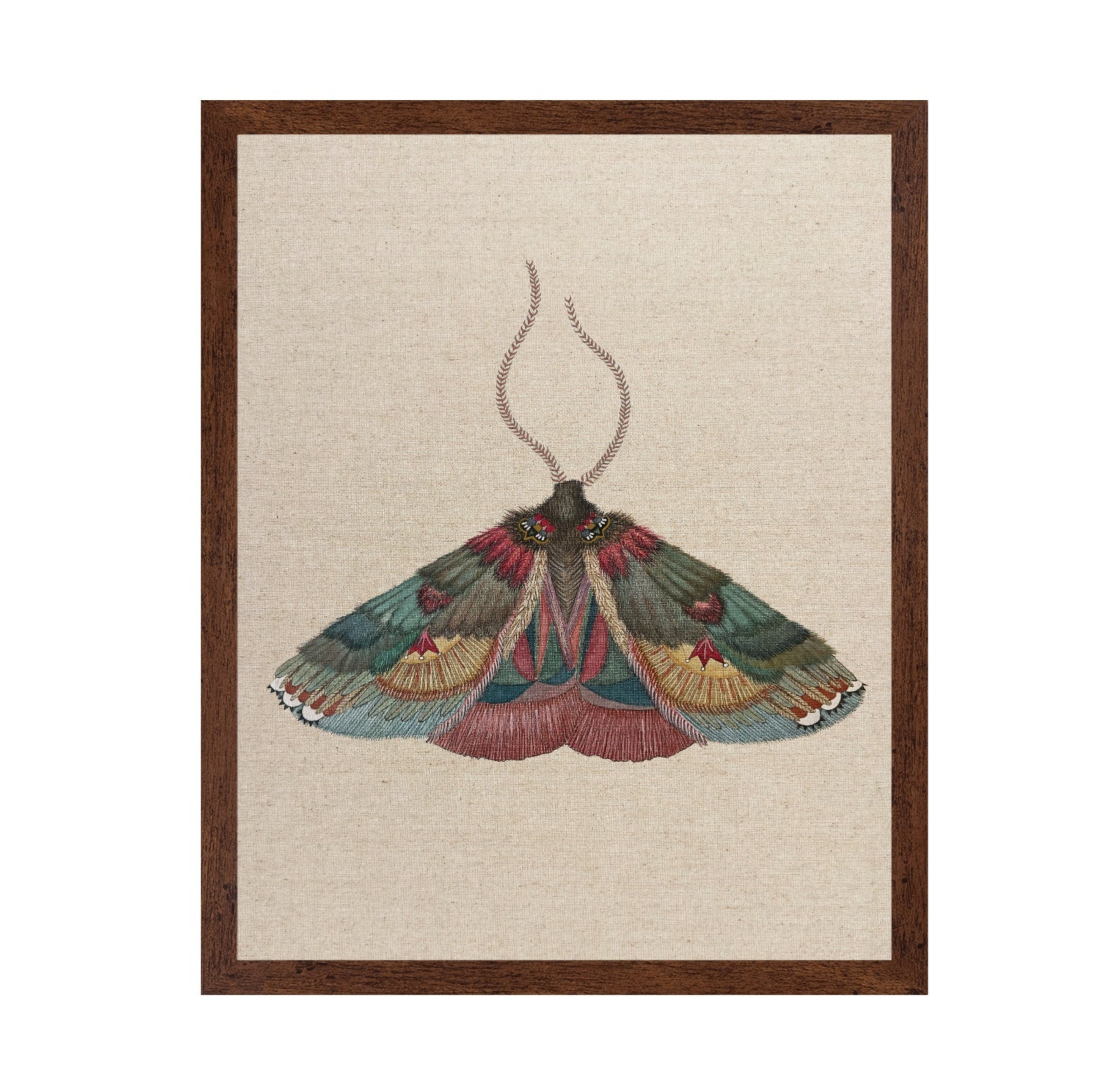 Crimson Wing Moth