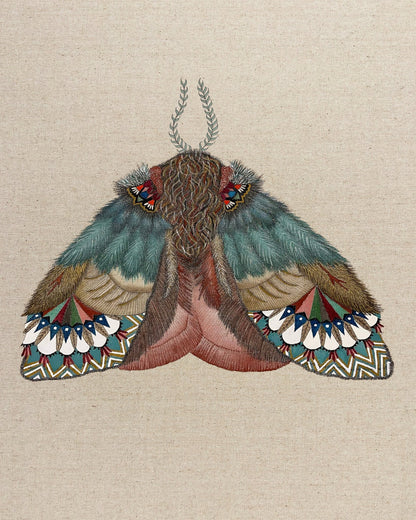 Pattern Wing Moth
