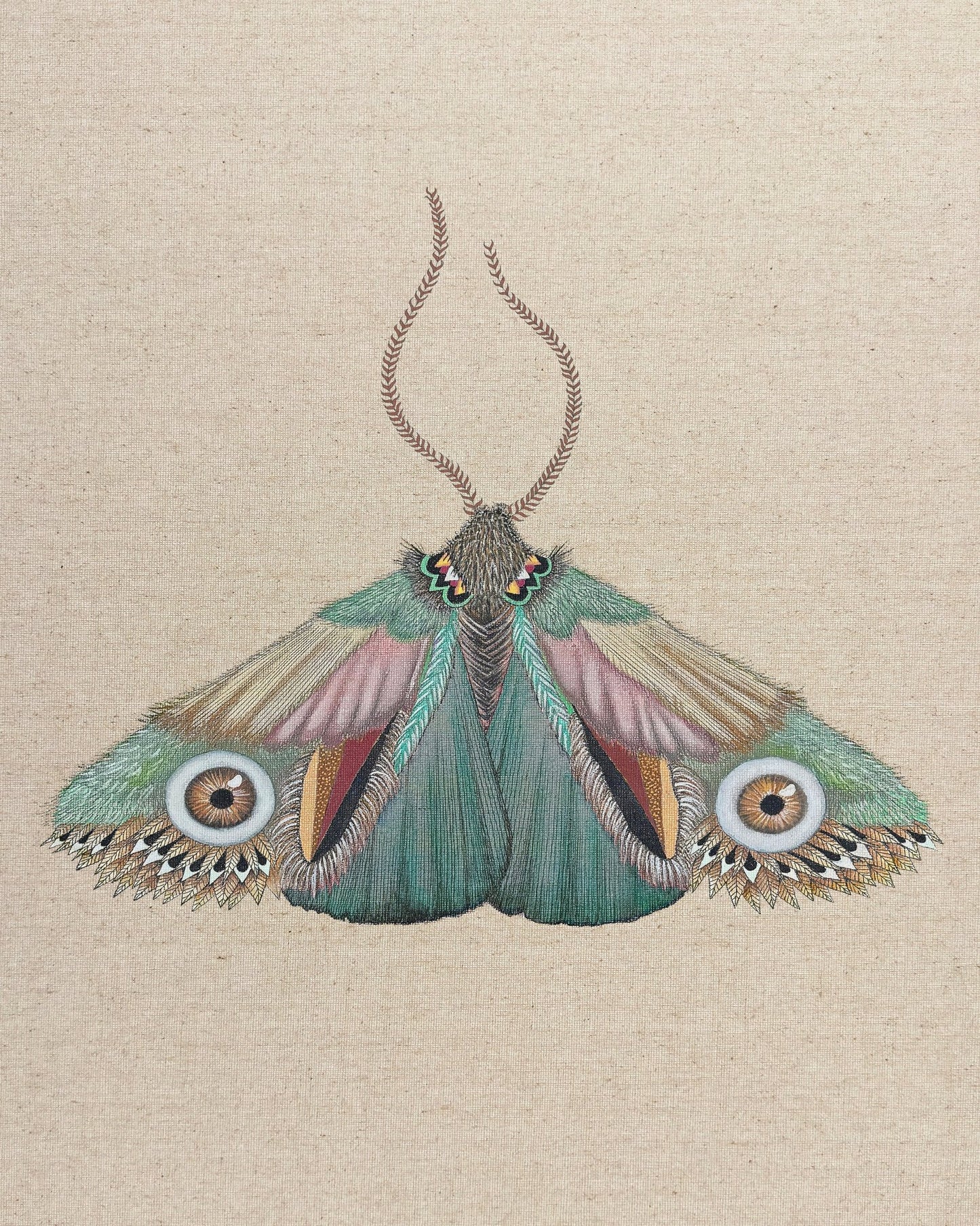 Teal Eye Moth