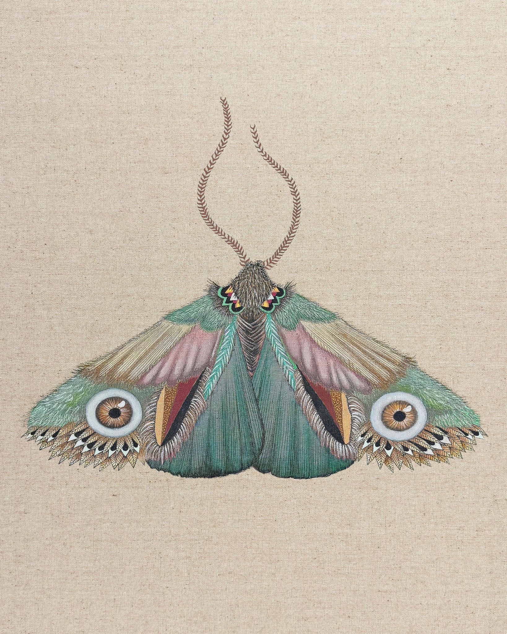 Teal Eye Moth