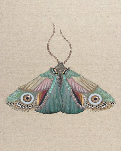 Teal Eye Moth