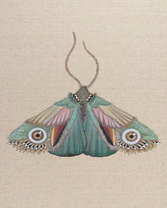 Teal Eye Moth