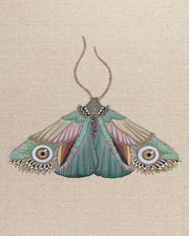 Teal Eye Moth