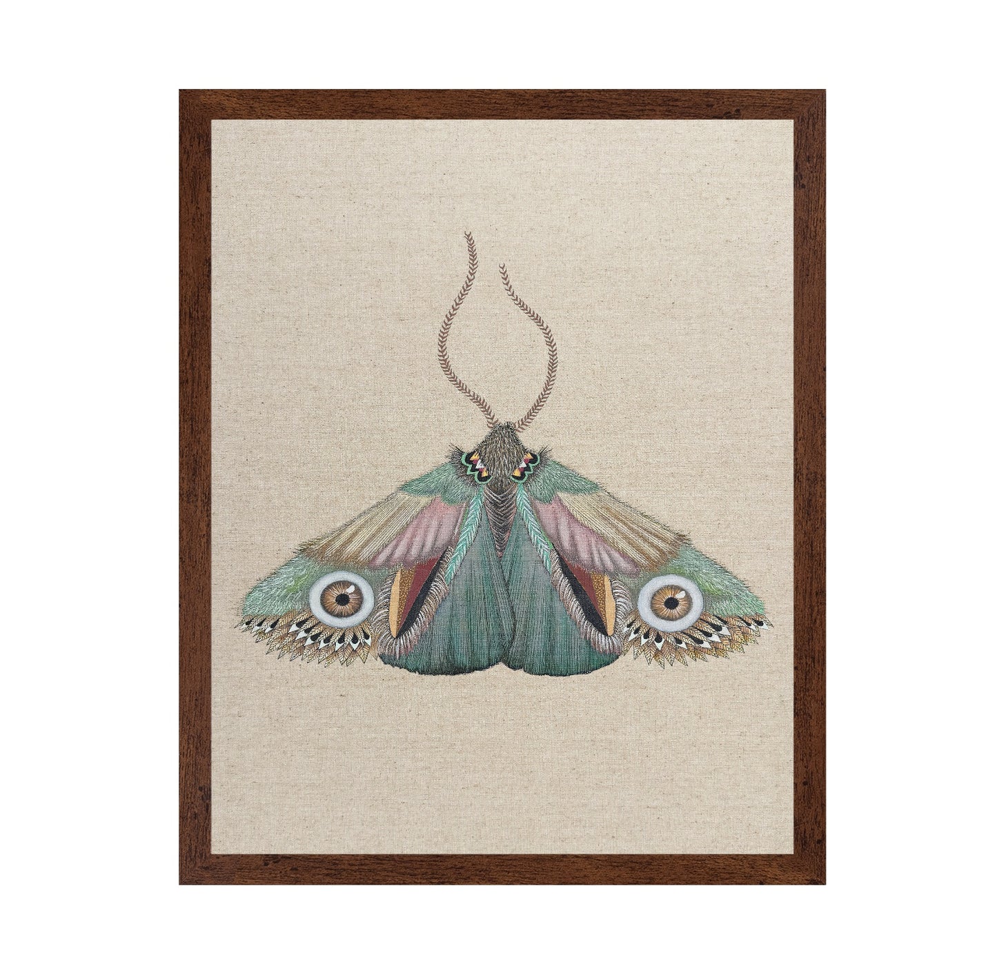 Teal Eye Moth