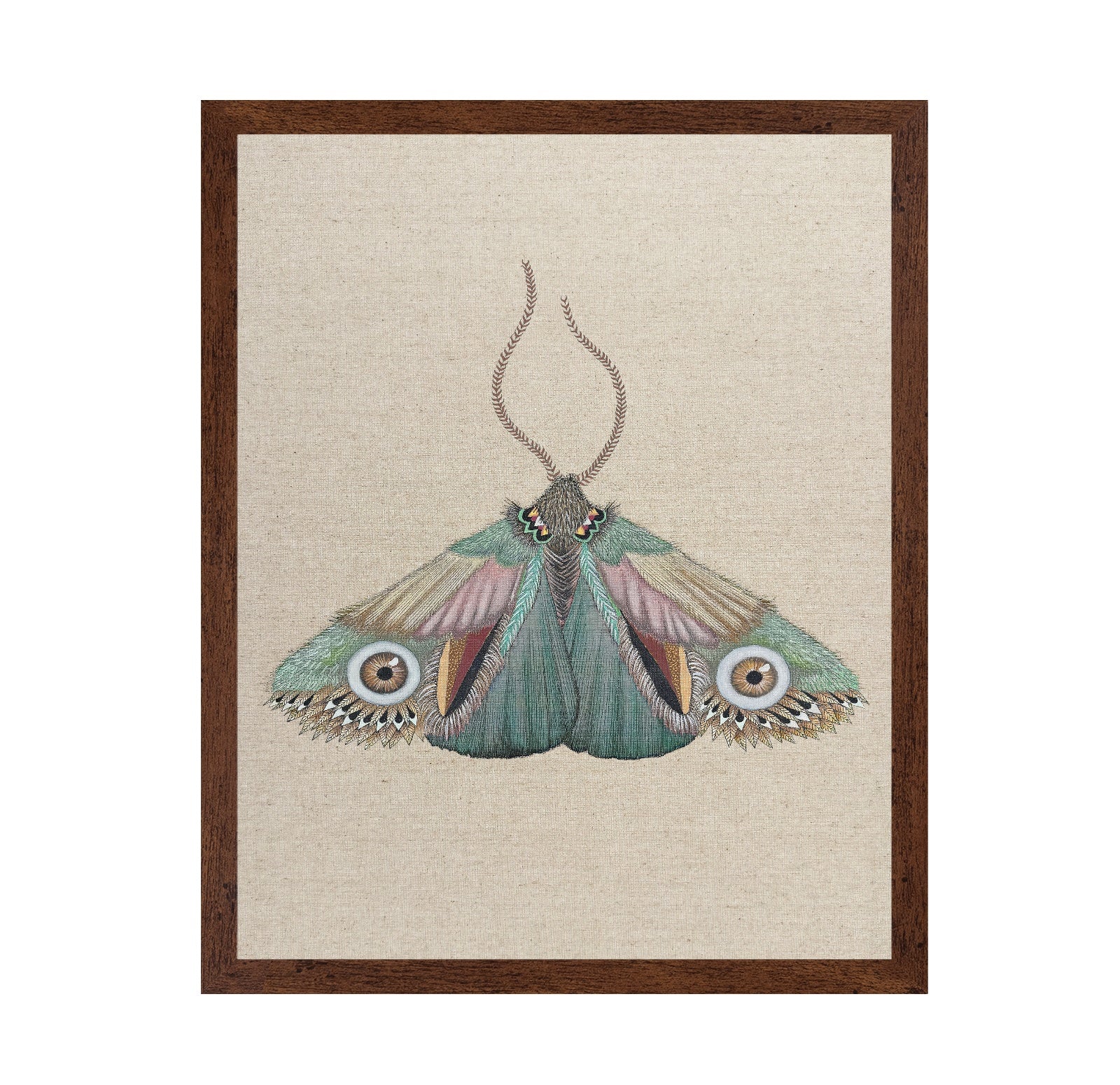 Teal Eye Moth