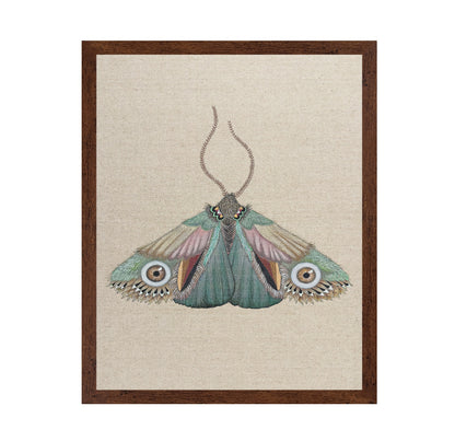 Teal Eye Moth
