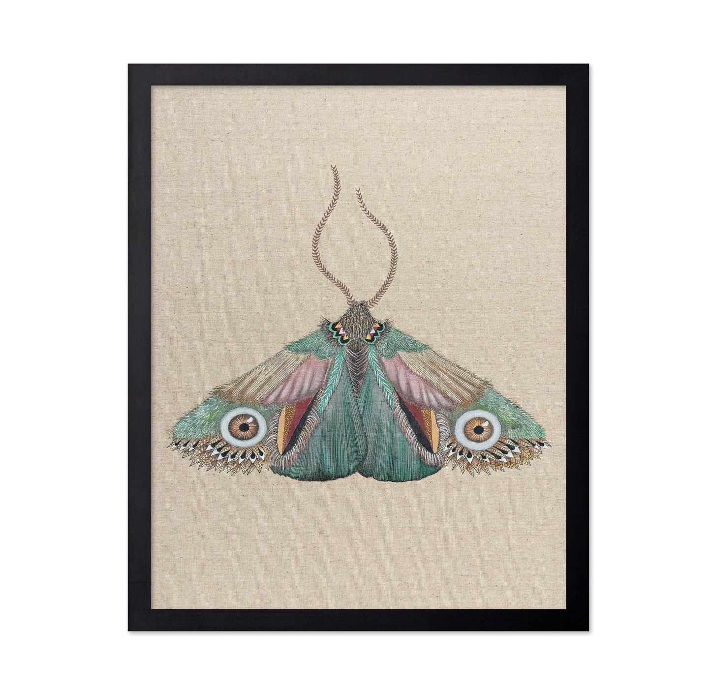 Teal Eye Moth