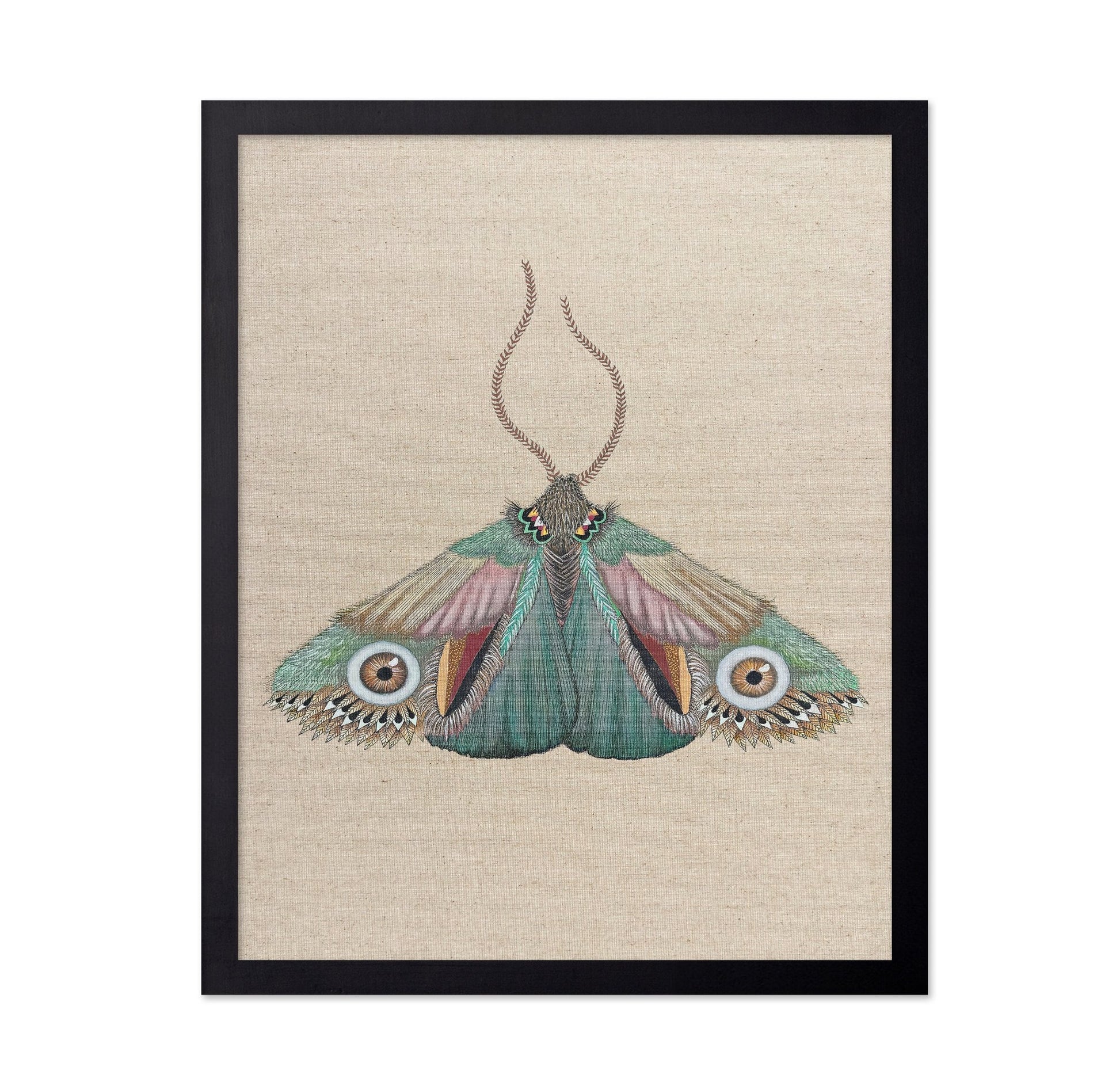 Teal Eye Moth