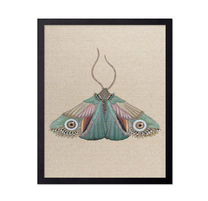 Teal Eye Moth