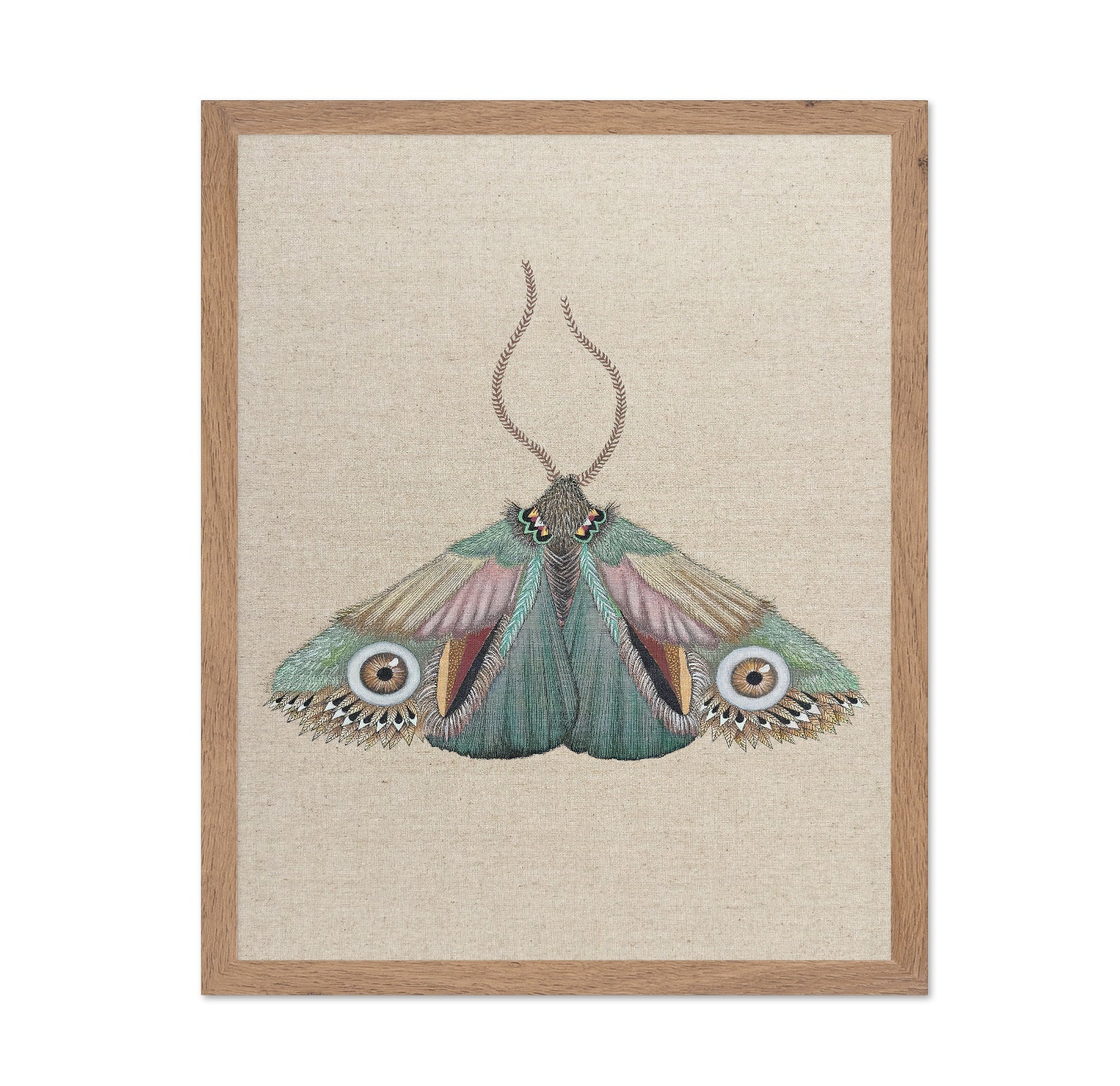 Teal Eye Moth