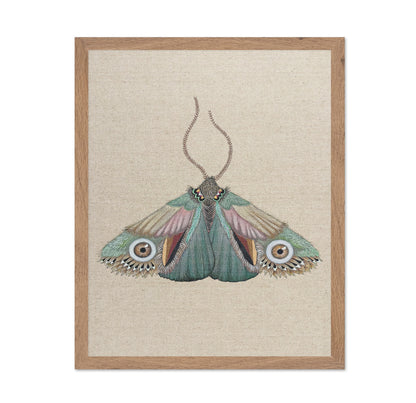 Teal Eye Moth