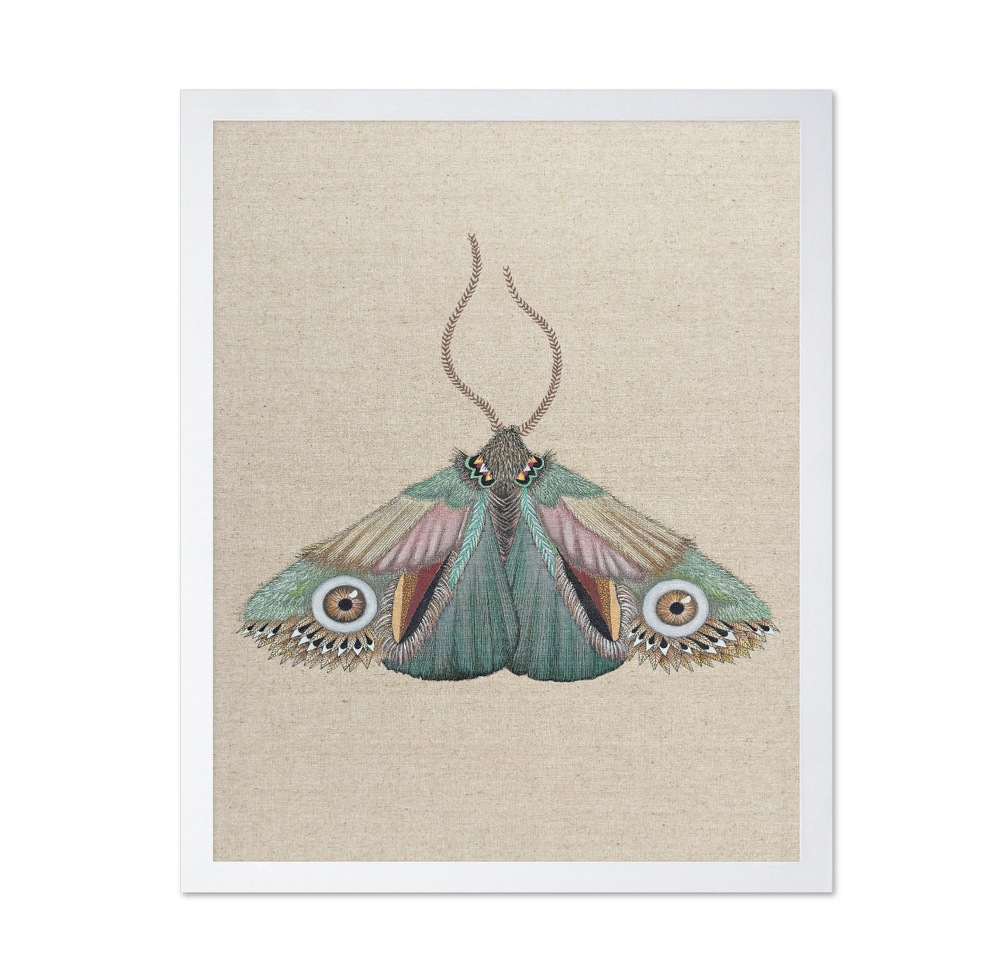 Teal Eye Moth